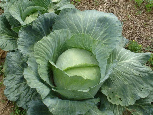 500 Flat Dutch Late Cabbage Brassica Oleracea Capitata Vegetable Seeds Fresh