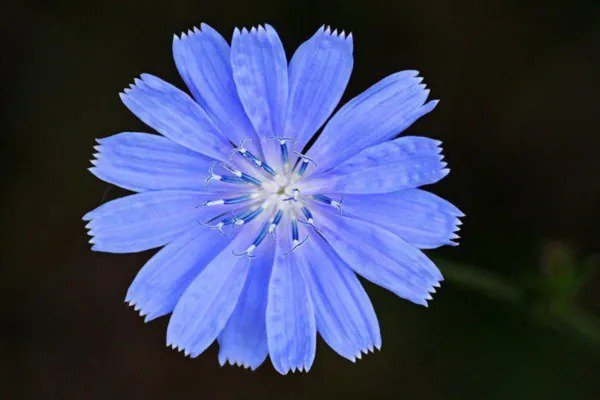 1000 Chicory Blue Daisy Coffeeweed Succory Cicorium Intybus Flower Herb Seeds Fresh
