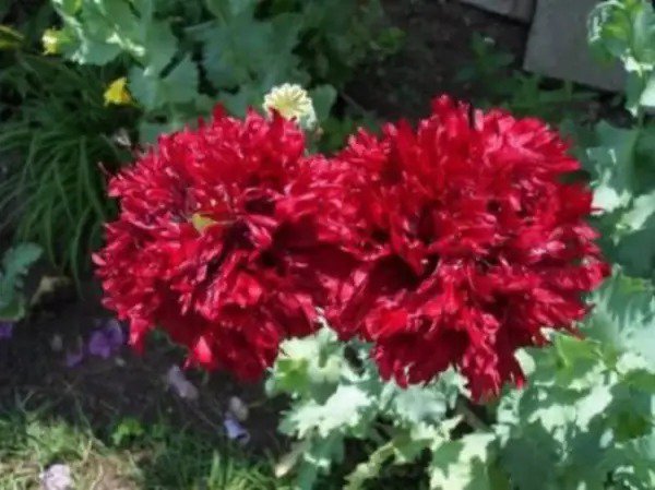 100 Giant Double Red Peony Poppy Papaver Peoniflorum Flower Seeds Fresh