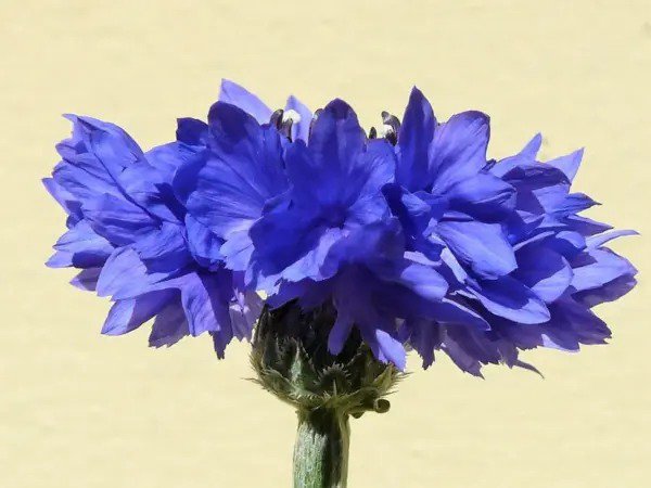 1000 Tall Blue Bachelor'S Button Cornflower Centaurea Cyanus Flower Seeds Fresh