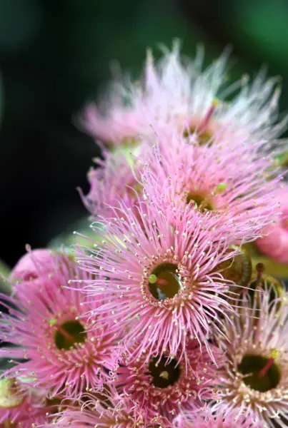 50 Red Flowering Eucalyptus Sideroxylon Mugga Ironbark Tree Seeds Fresh