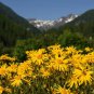 15 Mountain Arnica Montana Wolf'S Bane Yellow Flower Herb Seeds Fresh