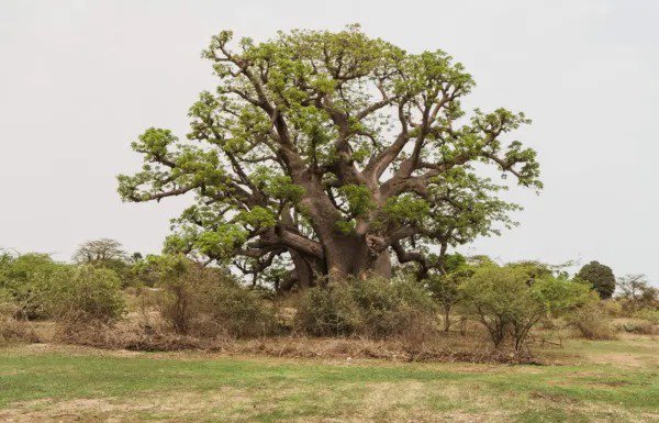 5 African Baobab Tree Adansonia Digitata Monkey Bread Judas Fruit Seeds Fresh