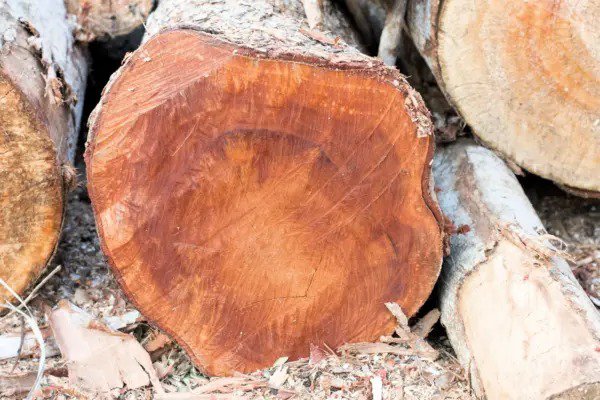 5 True Mahogany Tree Honduran Big Leaf Sky Fruit Swietenia Macrophylla Seeds Fresh