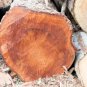 5 True Mahogany Tree Honduran Big Leaf Sky Fruit Swietenia Macrophylla Seeds Fresh