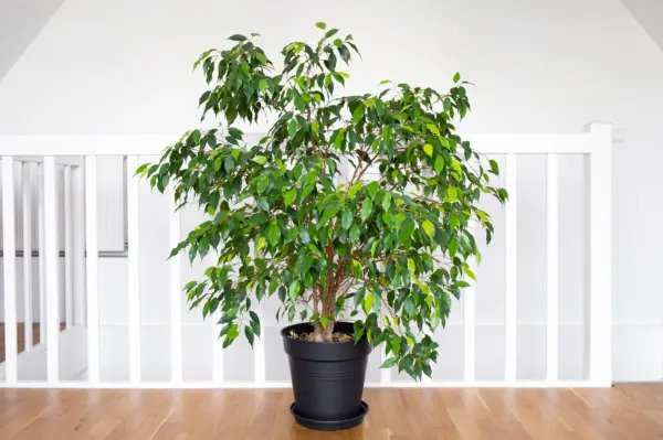 50 Weeping Fig Ficus Benjamina Benjamin Indian Rubber Tree Houseplant Seeds Fresh