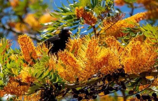 35 Silky Oak Tree Orange Flower Southern Silver Oak Grevillea Robusta Seeds Fresh