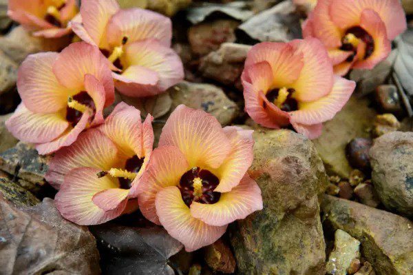 10 Portia Tree Yellow Pink Purple Flowers Change Color Thespesia Populnea Seeds Fresh