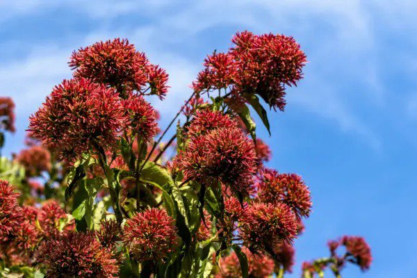 20 Seven Son Shrub Tree Heptacodium Miconioides White Red Flower Seeds Fresh