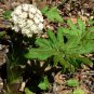 100 Arctic Sweet Coltsfoot Petasites Frigidus Sun Shade Moist Flower Herb Seeds Fresh
