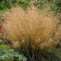 200 Tufted Hairgrass Tussock Grass Deschampsia Cespitosa Moist Native Seeds Fresh