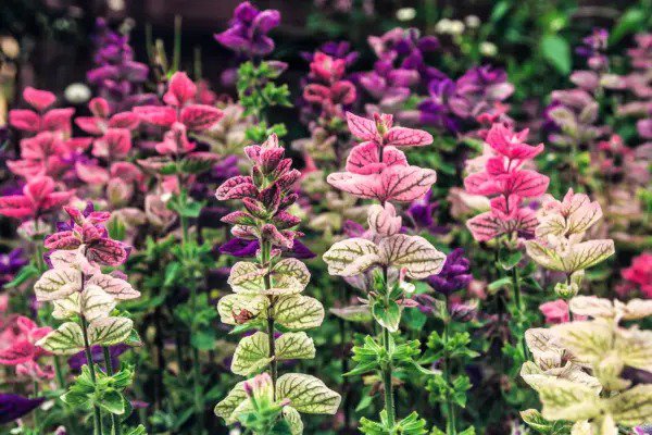 75 Tricolor Clary Sage Mix Blue Pink Salvia Viridis Horminum Herb Flower Seeds Fresh