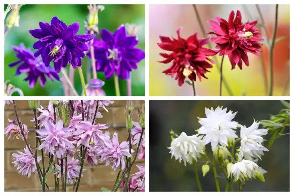 100 Mixed Tall Double Columbine Aquilegia Vulgaris Red Pink Purple Flower Seeds Fresh