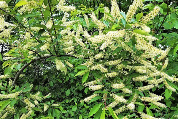 10 Amur Maackia Cladrastis Amurensis Tree White Flower Legume Seeds Fresh