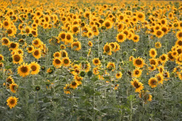 100 Peredovik Sunflower Helianthus Annuus Black Oilseed Yellow Flower ...