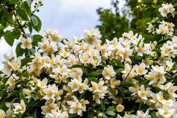 40 Western Mock Orange Philadelphus Lewisii Native White Flower Shrub Seeds Fresh