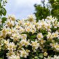 40 Western Mock Orange Philadelphus Lewisii Native White Flower Shrub Seeds Fresh