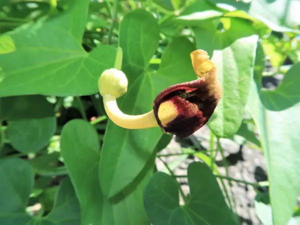 20 Slender Dutchman'S Pipe Pipevine Aristolochia Debilis Flower Herb Vine Seeds Fresh