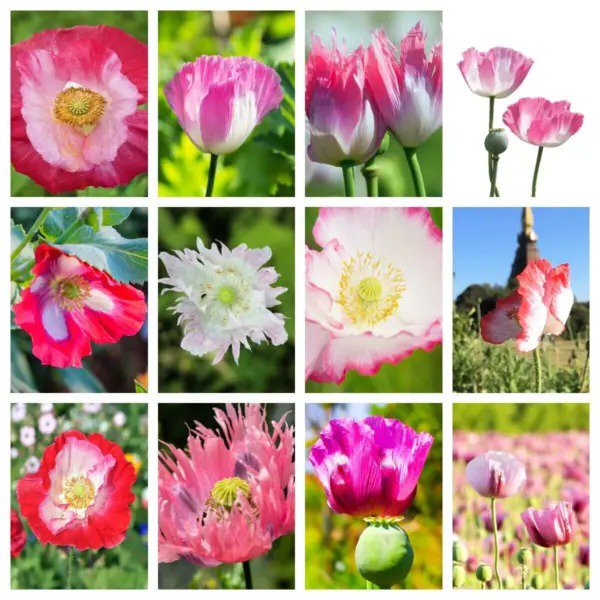 200 Afghan Reselected Blue Poppy Mixed Colors Papaver Pink Purple Flower Seeds Fresh