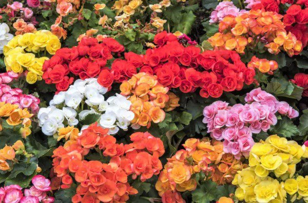 30 Mixed Double Begonia Tuberosa Tuberous Begonia Red Pink + Shade Flower Seeds Fresh