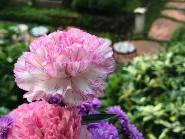 50 Picotee Mix Carnation Dianthus Caryophyllus Bicolor Striped Flower Seeds Fresh