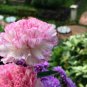 50 Picotee Mix Carnation Dianthus Caryophyllus Bicolor Striped Flower Seeds Fresh