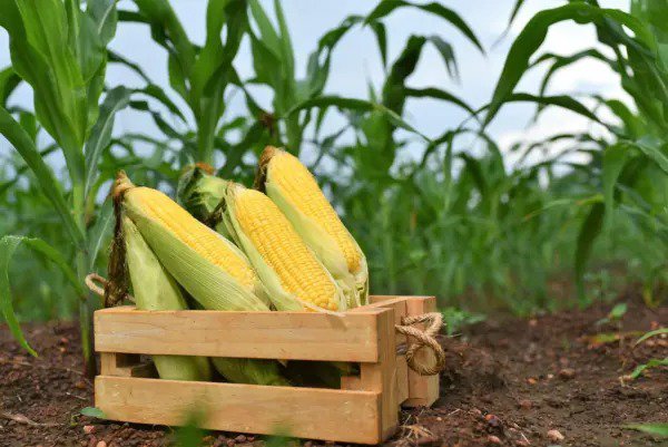 50 Yellow Jubilee Corn Sweet Corn Zea Mays Vegetable Seeds Fresh