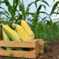 50 Yellow Jubilee Corn Sweet Corn Zea Mays Vegetable Seeds Fresh
