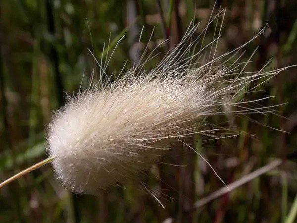 100 Bunny Tails Grass (Hares Tail) Lagurus Ovatus Seeds Fresh