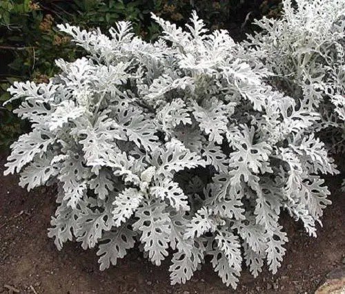 300 Silverdust Dusty Miller Cineraria Maritima Flower Seeds Fresh