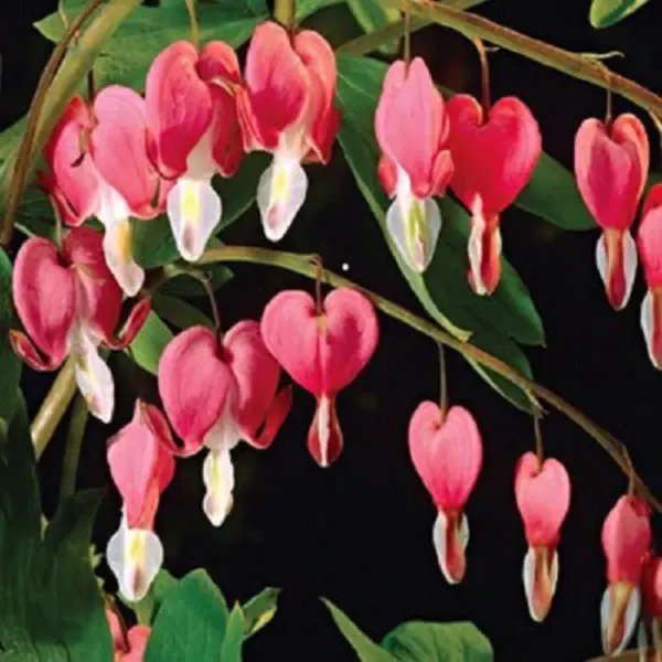 10 Bleeding Heart Pink Old Fashioned Dicentra Formosa Shade Flower Seeds Fresh