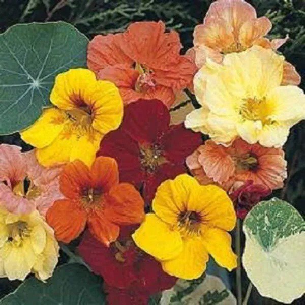 50 Mixed Colors Dwarf Jewel Nasturtium Tropaeolum Minus Flower Seeds Fresh