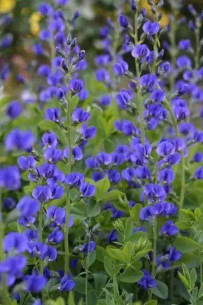50 Blue Wild Indigo (False Indigo) Baptisia Australis Flower Seeds Fresh