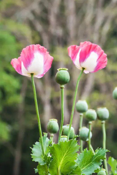 200 Organic Amphora Poppy Pink & White Papaver Flower Seeds Fresh