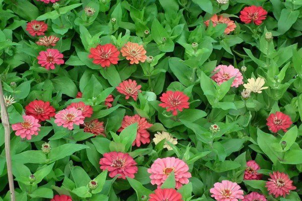 250 Exquisite Zinnia Elegans Changes Color Red Hot Pink Pale Pink Flower Seeds Fresh