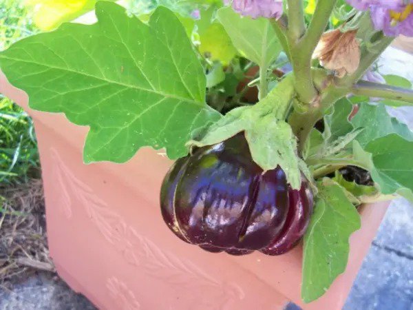 25 Ruffled Red Eggplant Pumpkin On A Stick Edible & Solanum Melongena Fresh