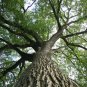 25 White American Elm Tree Ulmus Americana Red Flower Seeds Fresh