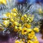50 Yellow Feathery Cassia Green Senna Artemisioides Flower Seeds Fresh