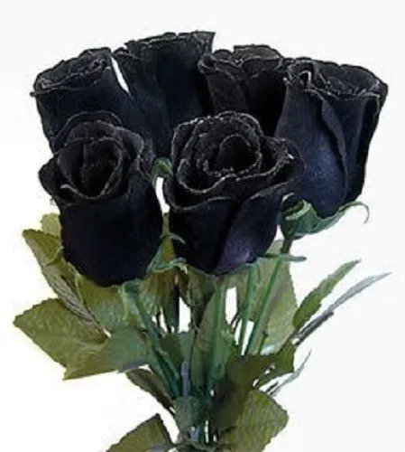 5 Black Rose Rosa Bush Shrub Perennial Flower Seeds Fresh