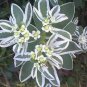 20 Snow On The Mountain Euphorbia Marginata Flower Seeds Fresh