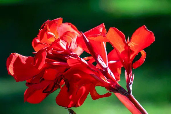 5 Red Canna Lily Indian Shot Canna Indica Flower Seeds Fresh