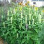 500 Giant Yellow Hyssop Agastache Nepetoides Herb Flower Seeds Fresh