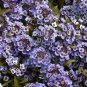 100 Wonderland Blue Alyssum Lobularia Maritima Flower Seeds Fresh