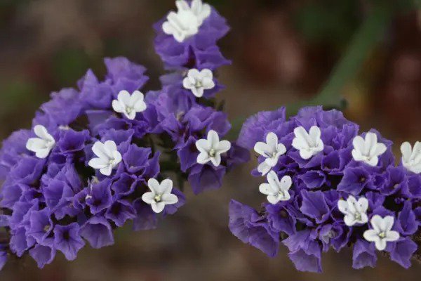 50 Purple Statice Sea Lavender Limonium Sinuatum Flower Seeds Fresh