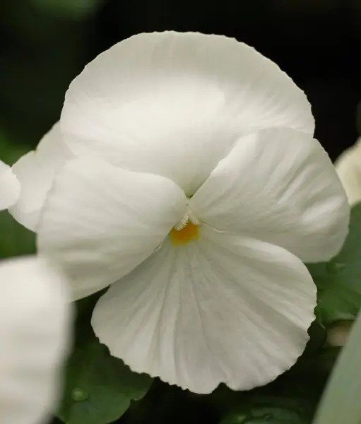 50 White Pansy Clear Crystals Violet Viola Wittrockiana Flower Seeds Fresh