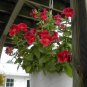 100 Twinkle Red Monkey Flower Mimulus Seeds Fresh