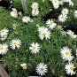 200 White Swan River Daisy Brachyscome Iberidifolia Flower Seeds Fresh
