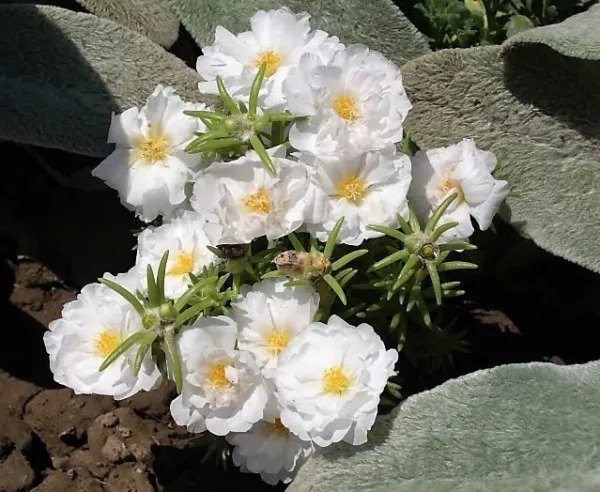100 White Portulaca Grandiflora Moss Rose Flower Seeds Fresh