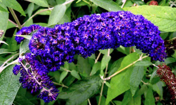 50 Dark Purple Butterfly Bush Buddleia Davidii Hummingbird Shrub Flower Seeds Fresh