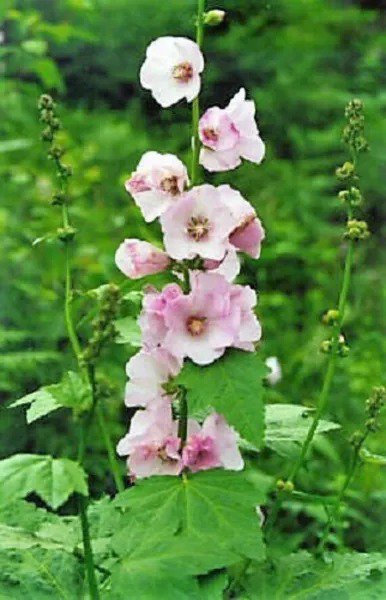 50 Pink Mountain Hollyhock Kankakee Mallow Iliamna Rivularis Globemallow Seeds Fresh
